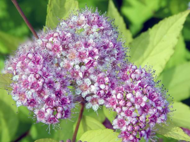 istock Pink flowers on a bush branch 813785740