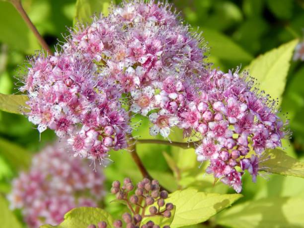 istock Pink flowers on a bush branch 813785742
