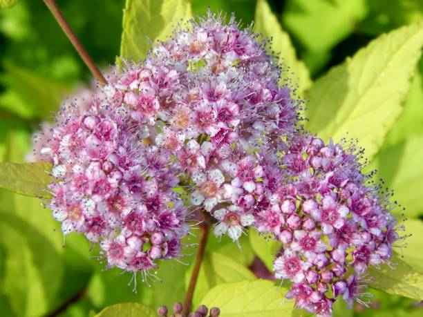 istock Pink flowers on a bush branch 813785754