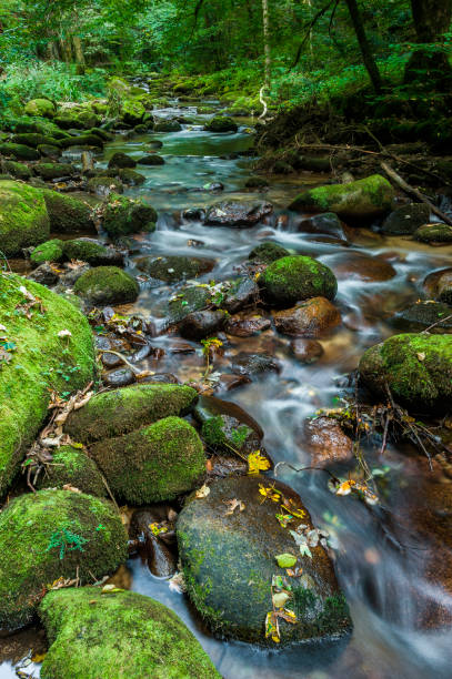 istock The Grobbach brook near Geroldsau in the Black Forest 813786202