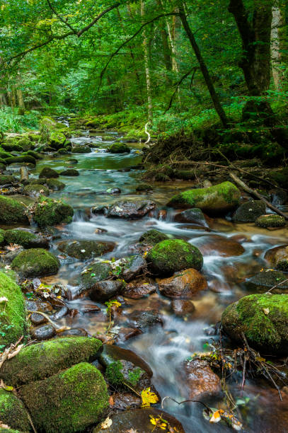 istock The Grobbach brook near Geroldsau in the Black Forest 813786404
