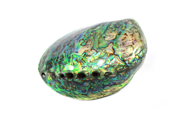 istock Abalone Mother of Pearl Sea Shells 813786408