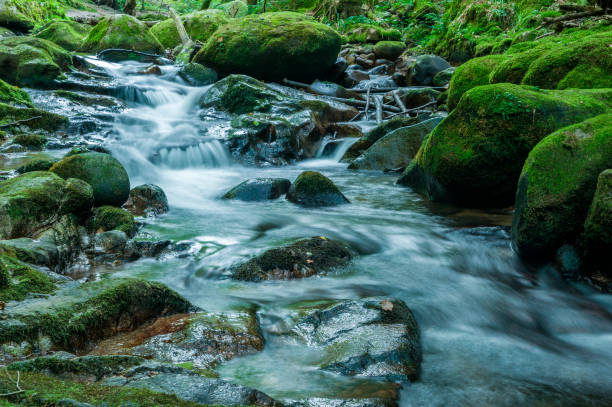 istock The Grobbach brook near Geroldsau in the Black Forest 813786510