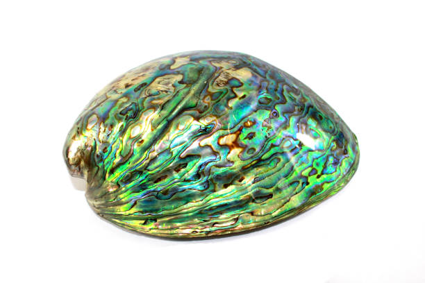 Abalone Mother of Pearl Sea Shells