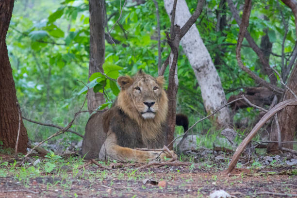 istock Mighty lion in gir national park 813787106