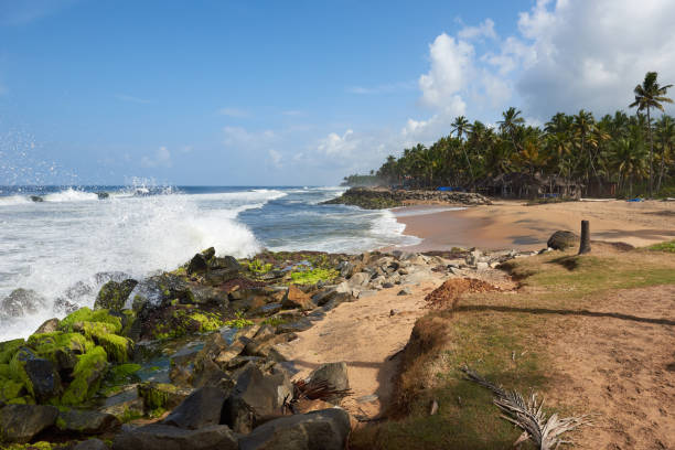 istock Coconut palms on  a rock strewn beach pounded by rough waves 813799272