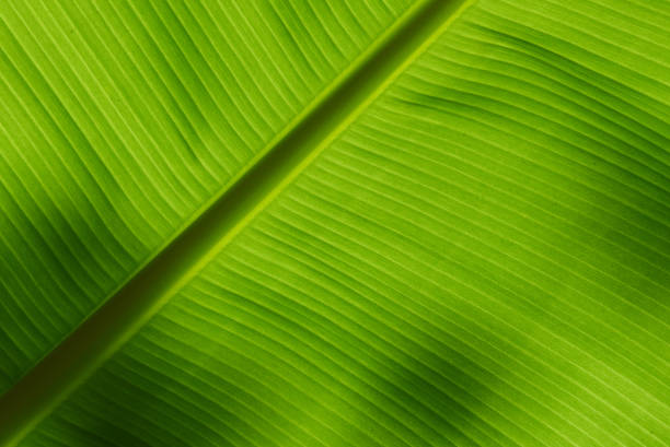 istock Underside of a banana leaf backlit by the sun 813802930