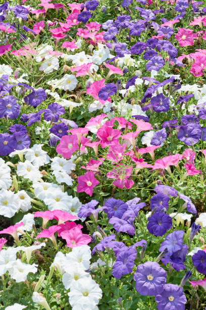 istock Petunia blooming in the flower bed 813807064