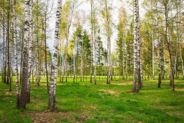 istock Park with birch trees and green grass 813807482