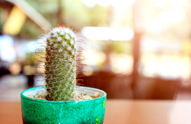 istock closeup cactus with soft-focus and over sunlight in the background 813812426