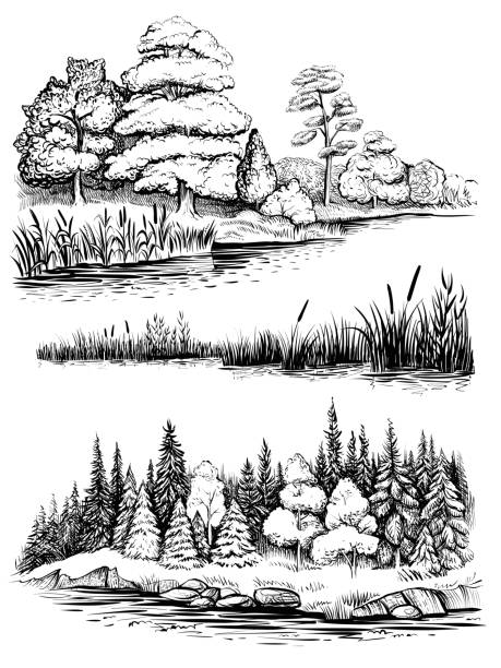 ilustraciones, imágenes clip art, dibujos animados e iconos de stock de árboles y agua reflejo, conjunto de ilustración vectorial. paisaje con bosque, boceto dibujado a mano. - pine wood forest river