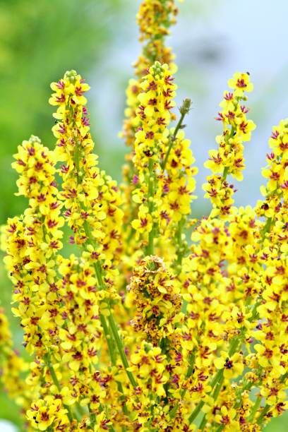 istock Tall yellow mullein flowers. 813817896