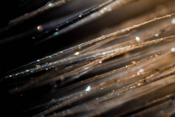istock Makeup brush fibers under the microscope 813818254