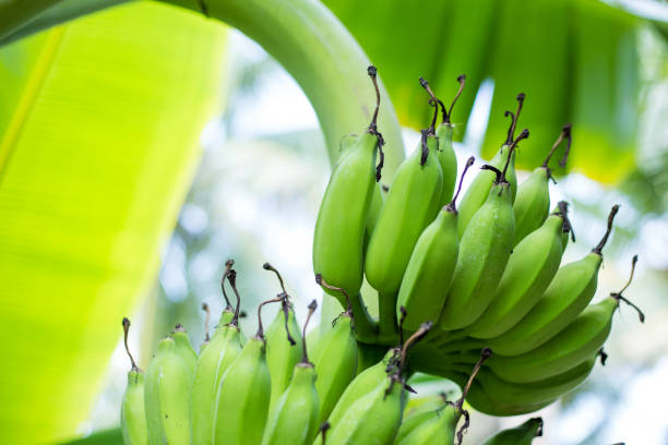 istock Green Banana bunch on tree in the garden 813818428