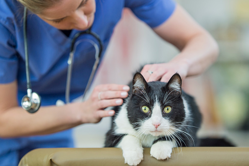 A Caucasian female veterinarian is indoors at a clinic. She is wearing medical clothing. She is looking after a cute cat lying on a table. She is checking its fur for problems.