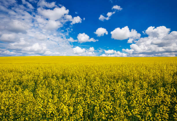 istock Yellow field rapeseed in bloom with blue sky and white clouds 813823594