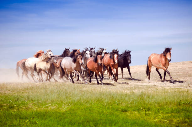 istock A herd of young horses running very quickly 813823606