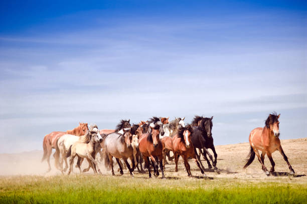 istock A herd of young horses running very quickly 813823672
