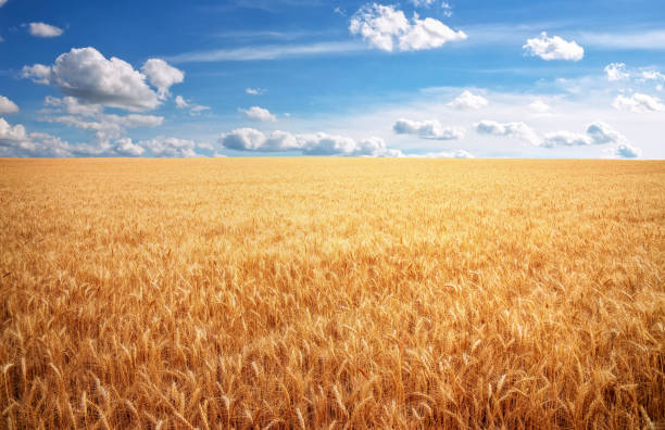 istock Meadow of wheat. Composition of nature 813830360