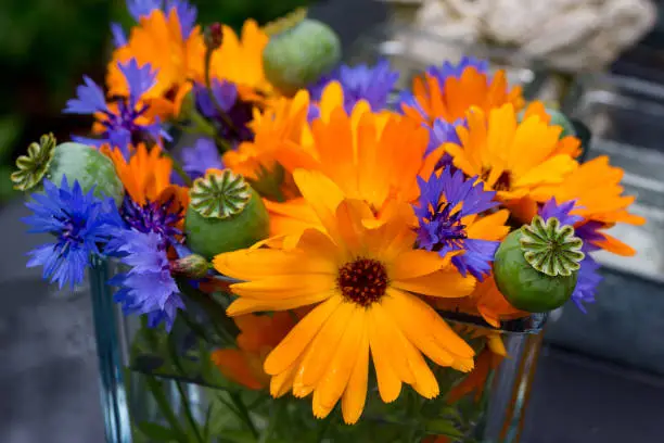 Flower arrangement with marigold, cornflower, and poppy seedboxes in a square glass vase, outdoors in the garden. Close-up with vibrant colors. Dark background.
