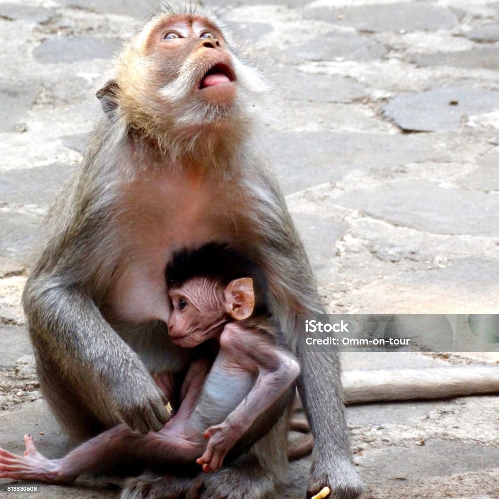 Javan Image Javan Monkey Stock Photo - Download Image Now - Animal, Animal Hair ...
