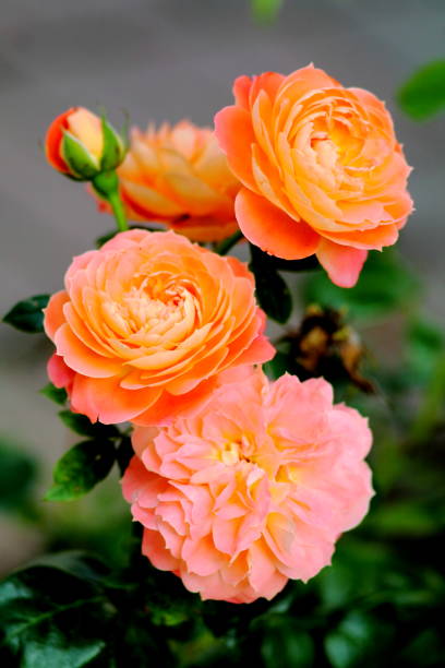 istock Coral pink roses and buds. 813830852