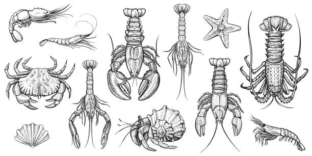 ilustrações de stock, clip art, desenhos animados e ícones de crustaceans vector illustrations set. - shrimp