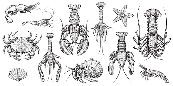 Crustaceans vector illustrations set.