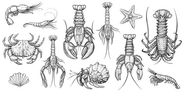 Crustaceans vector illustrations set. Crab, prawns, lobster, crawfish, spiny lobster, hermit crab, krill. Crustaceans vector set. Hand drawn illustrations. Collection of realistic sketches various sea animals. prawn animal stock illustrations