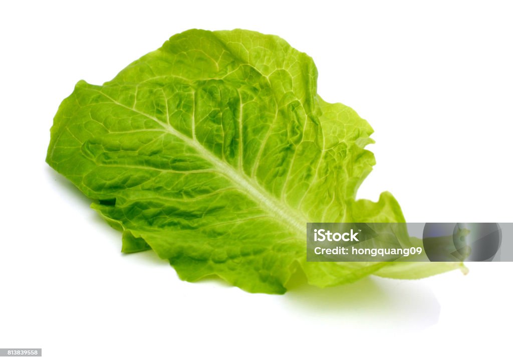 lettuce leaf salad A lettuce leaf salad Lettuce Stock Photo