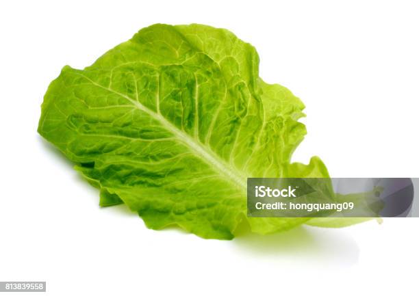 Lettuce Leaf Salad Stock Photo - Download Image Now - Lettuce, Slice of Food, Back Lit