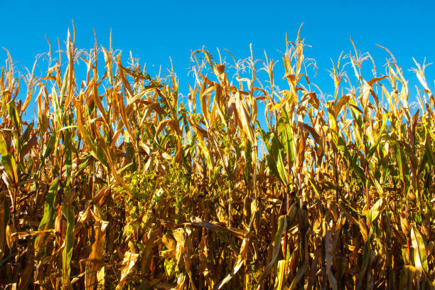 istock Corn field closeup with with blue background and gold plants. 813839966