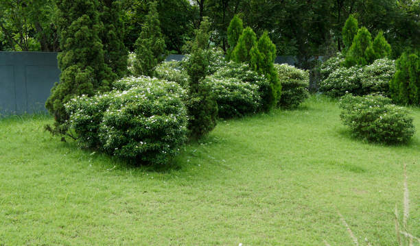 istock Beautiful Garden green colour 813840100
