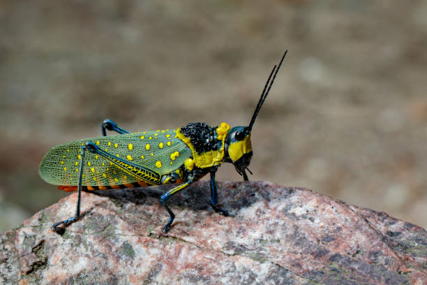 istock Image of spotted grasshopper (Aularches miliaris) on the rocks. Insect Animal 813843094
