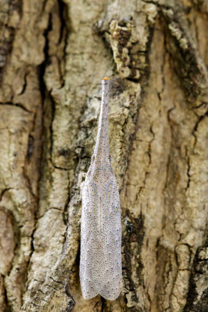 istock Image of lantern bug or zanna sp on bark. Insect Animal 813843240