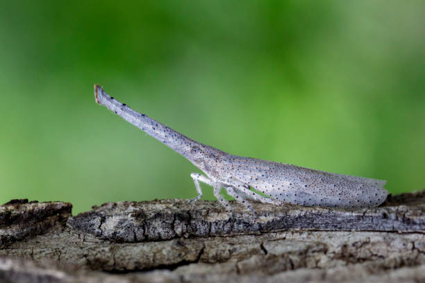 Image of lantern bug or zanna sp on bark. Insect Animal