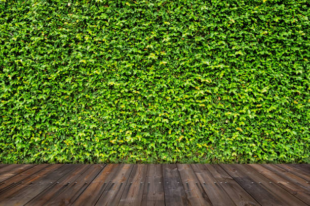 istock Green leaves wall with wood floor. 813843400
