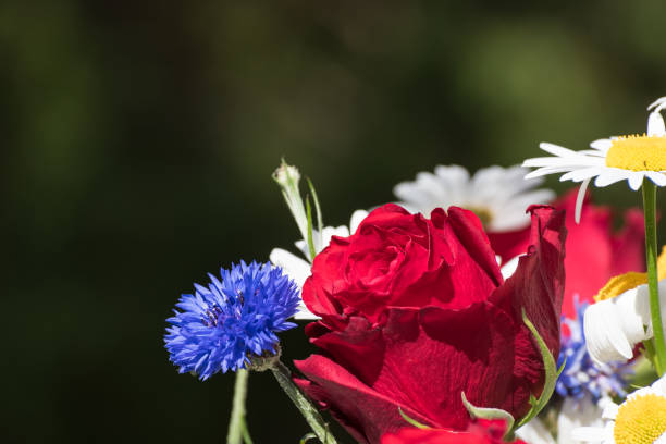 Poppies and cornflowers flowers.Summer wildflowers in the rays of the bright sun. Blue and red flowers in green grass. Summer season.Floral summer background.