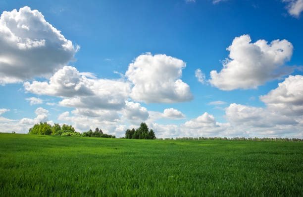 istock Beautiful green field and blue cloudy sky. 813847752