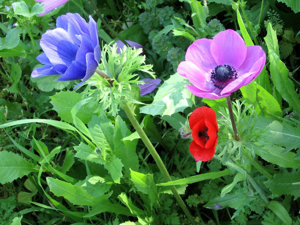 istock Ramat Gan Park Crown Anemones 2007 813848480