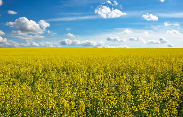istock Yellow field rapeseed in bloom and blue cloudy sky 813848508