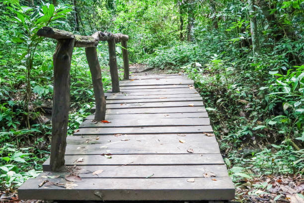 istock Wood walkway in the forest 813859406