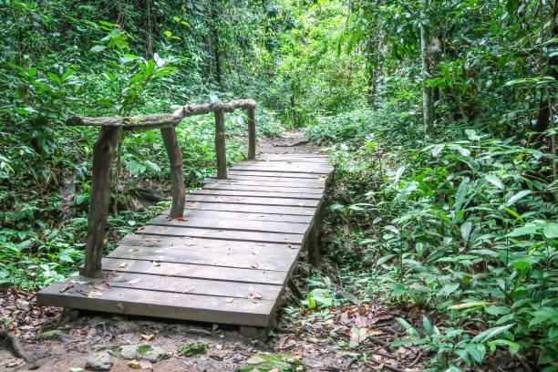 istock Wood walkway in the forest 813859410