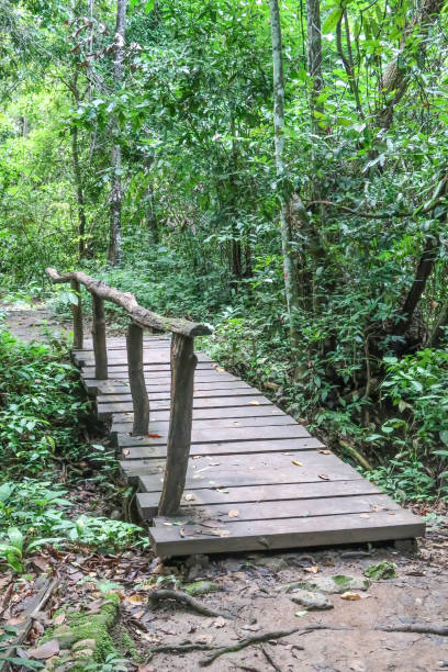 istock Wood walkway in the forest 813859416