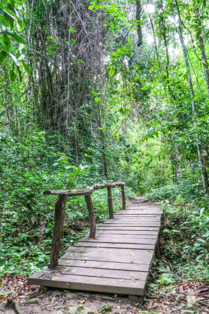 istock Wood walkway in the forest 813859418