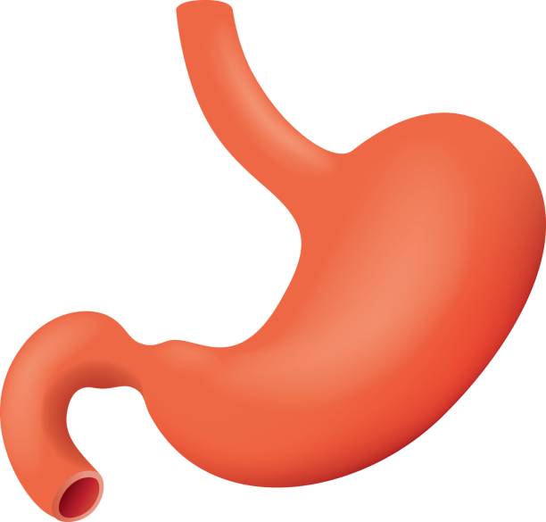 istock Illustration representing human stomach stomach of the digestive system, anatomy. Ideal for medical and educational materials 813864620