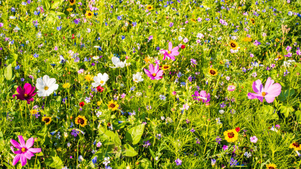 istock Flower meadow in summer 813864972