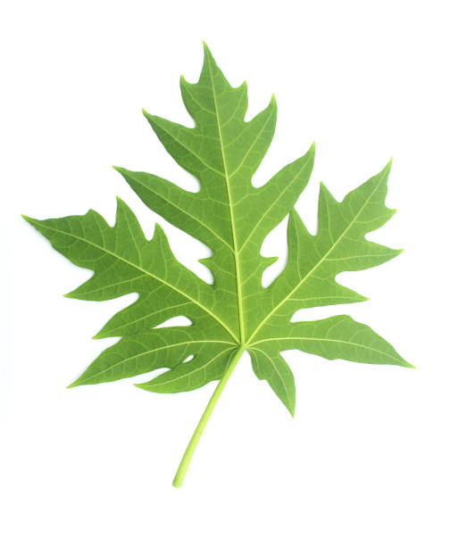 istock Green Papaya leaf isolated on white 813865034