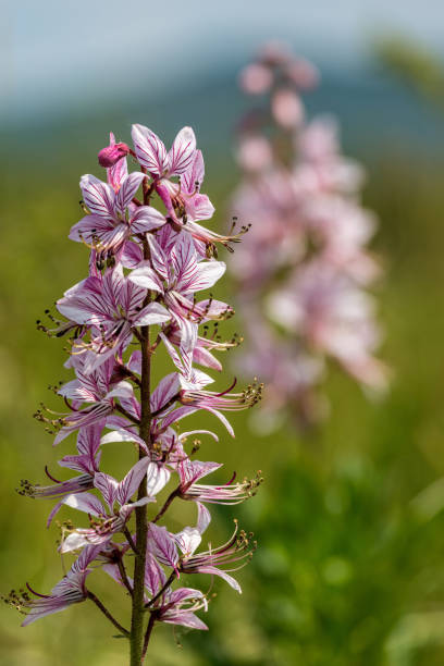 Beautiful flowers in the springtime (Dictamnus albus)