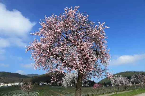 Almond blossom (Prunus dulcis)